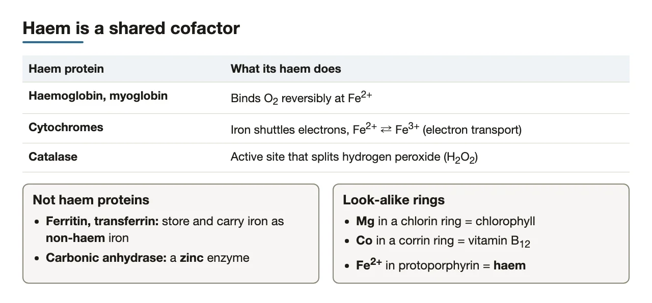Cytochromes and catalase carry haem; ferritin, transferrin and carbonic anhydrase do not.