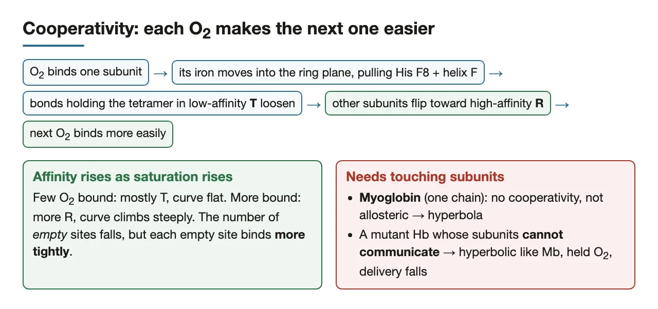 How one O2 binding tips the tetramer toward R; why myoglobin cannot cooperate.