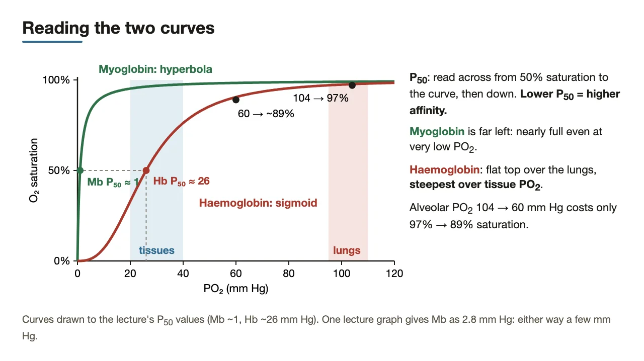 Both curves drawn to the lecture P50s, with tissue and lung PO2 ranges marked.