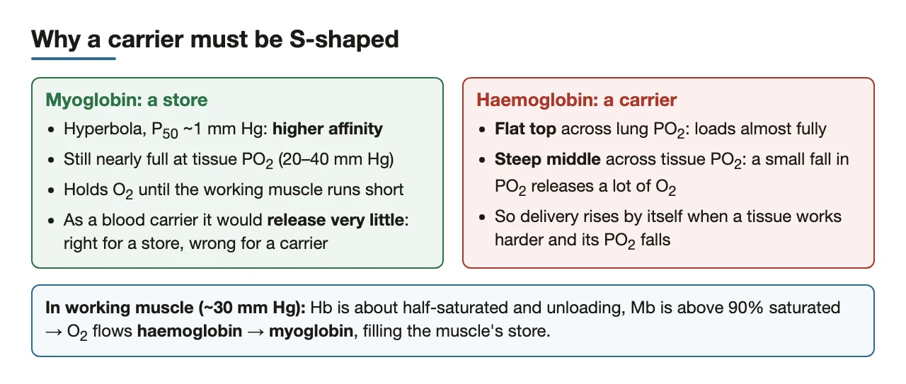 Store vs carrier: why a hyperbolic carrier would fail and the S-curve delivers.