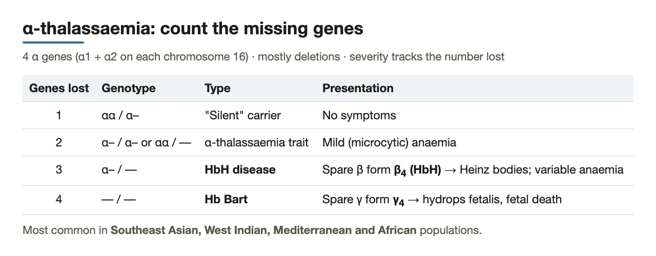 α-thalassaemia: four α genes; 1–4 lost gives silent, trait, HbH, Hb Bart
