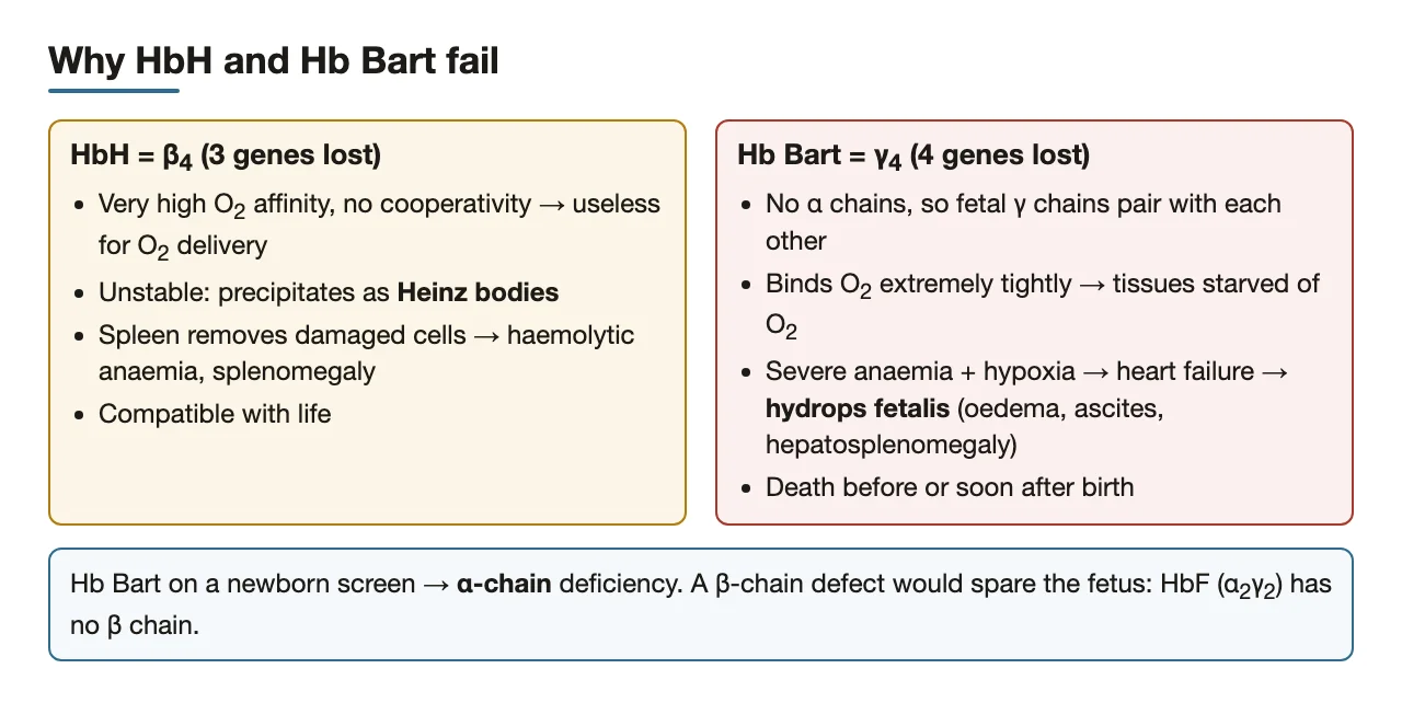 Why β4 (HbH) and γ4 (Hb Bart) fail; Hb Bart means α-chain deficiency