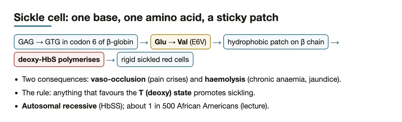 Preface: GAG→GTG, Glu→Val, sticky patch, deoxy-HbS polymerises, two consequences