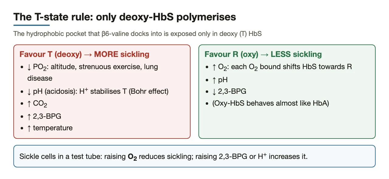 T-state rule: factors favouring deoxy-HbS increase sickling; O2 reduces it