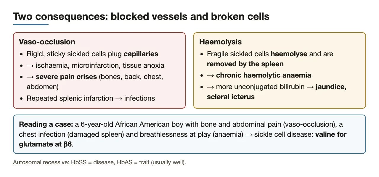 Vaso-occlusion and haemolysis side by side; decoding the 6-year-old's case