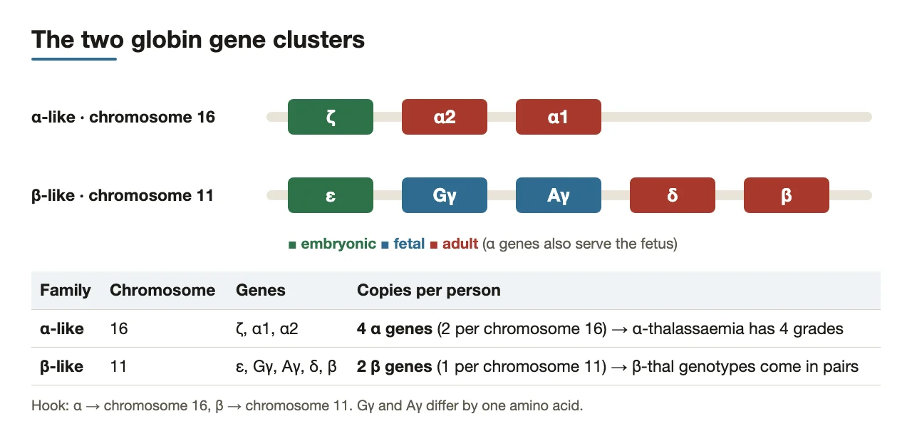 α-like cluster on chromosome 16, β-like on 11; 4 α genes, 2 β genes