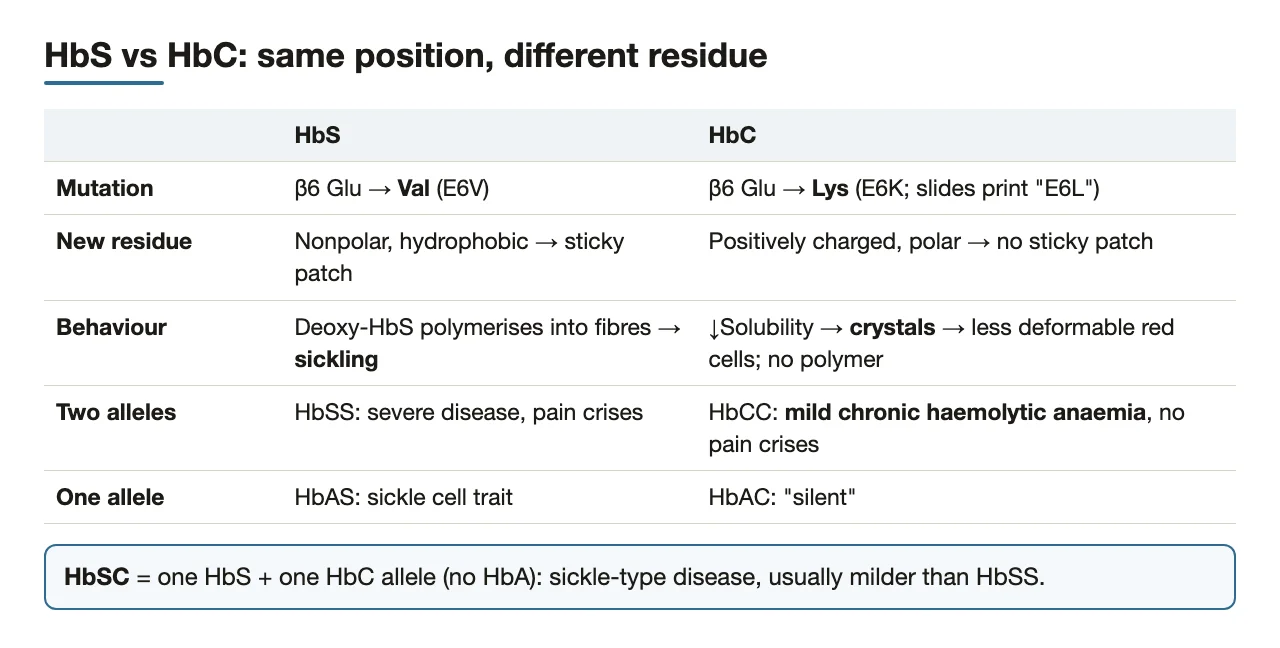 HbS vs HbC compared: residue, behaviour, homozygotes, carriers, HbSC