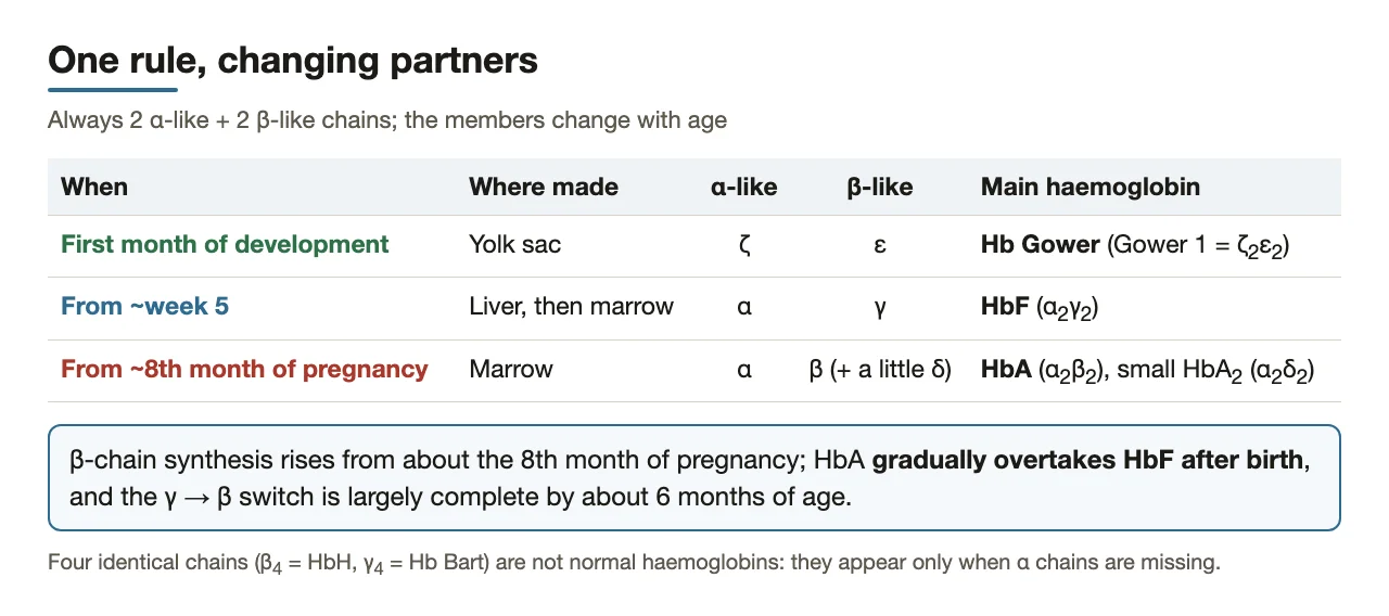 Stage by stage: site, α-like and β-like chains, and the haemoglobin made