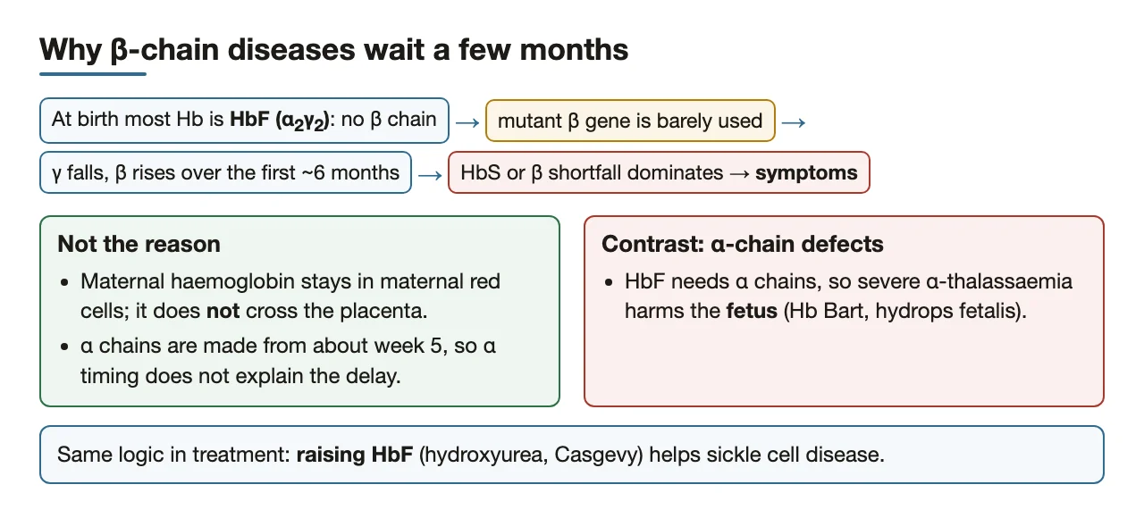 Why β-chain diseases appear months after birth: HbF carries no β chains