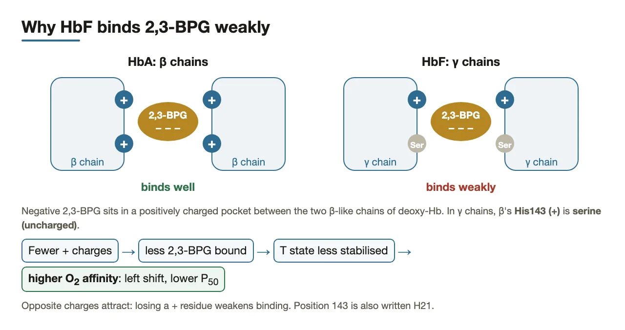 2,3-BPG pocket: γ chains have serine for His143, so fewer positive charges