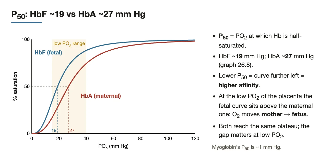 P50 HbF ~19 vs HbA ~27 mm Hg; O2 moves mother to fetus