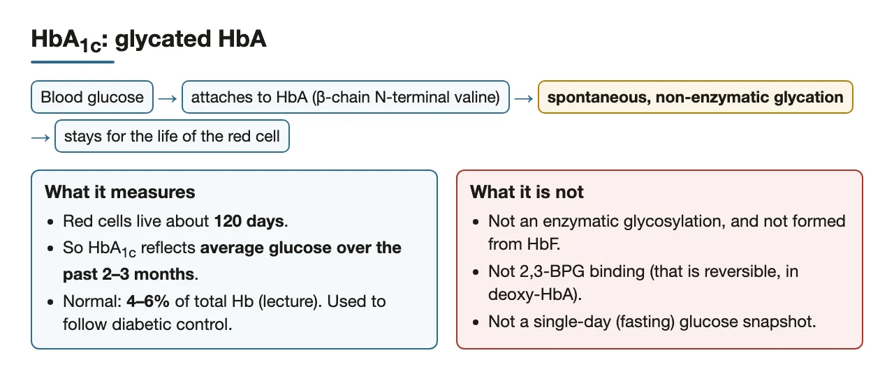 HbA1c: non-enzymatic glycation of HbA, a 2–3-month glucose record