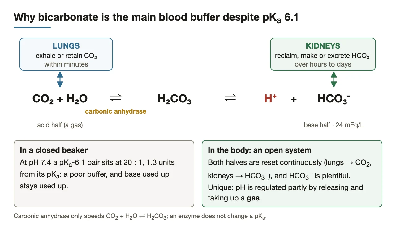 Bicarbonate is the main buffer despite pKa 6.1: lungs and kidneys reset both halves.