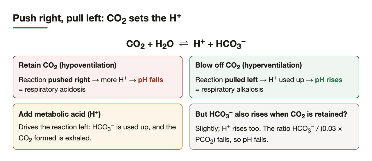 Retaining CO2 pushes the reaction right (pH falls); blowing it off pulls left.
