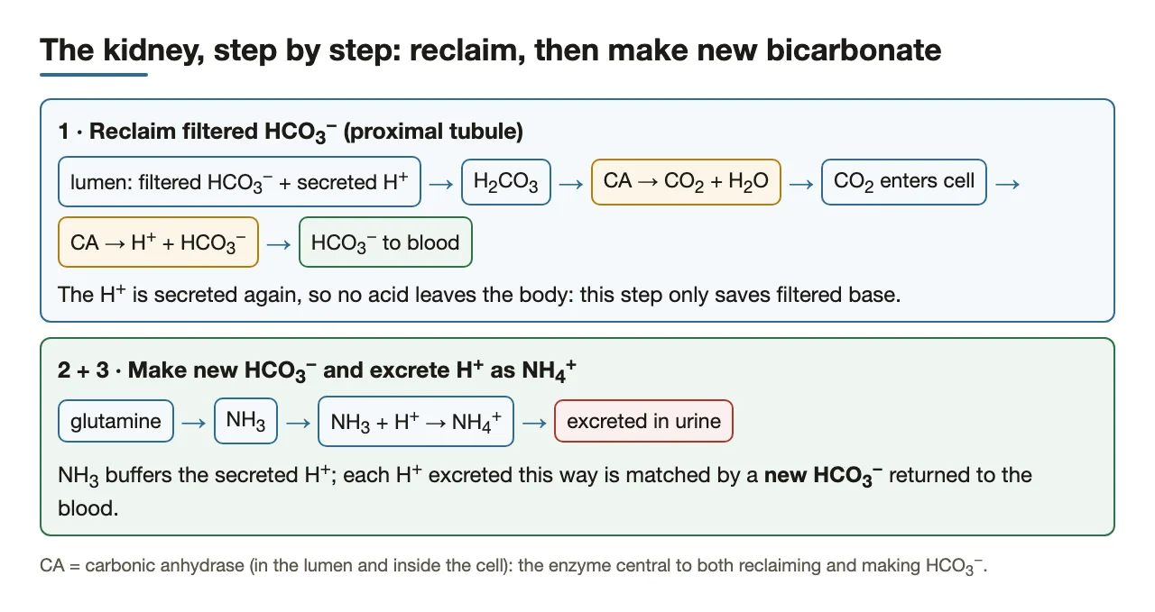 Kidney step by step: reclaim filtered HCO3−; excrete H+ as NH4+, adding new HCO3−.