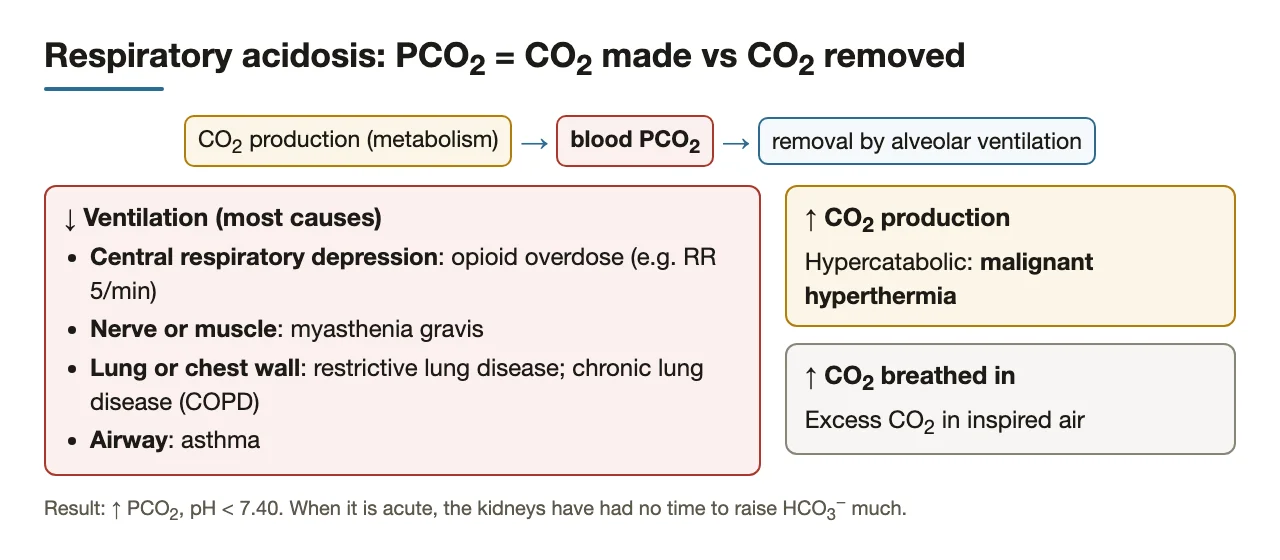 PCO2 rises when ventilation falls or CO2 production rises (malignant hyperthermia).