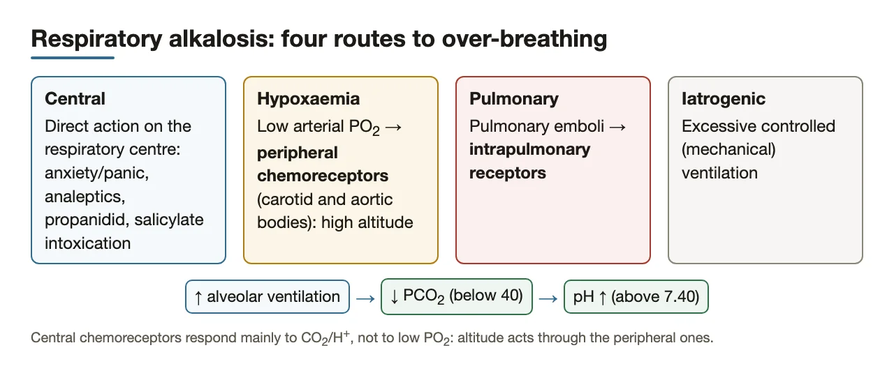 Four routes to over-breathing; altitude acts through peripheral chemoreceptors.