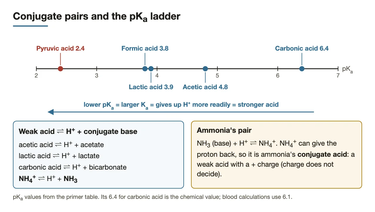 pKa ladder: lowest pKa = strongest acid; NH4+ is ammonia’s conjugate acid.