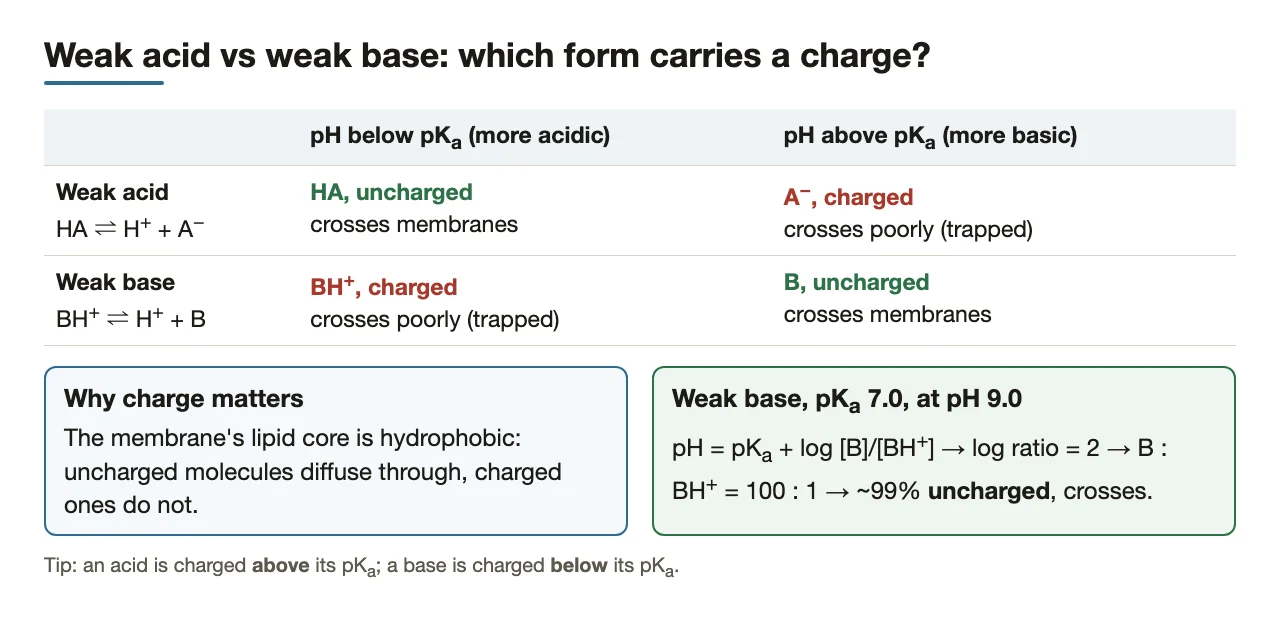 Weak acid vs weak base: which form is charged above and below pKa.
