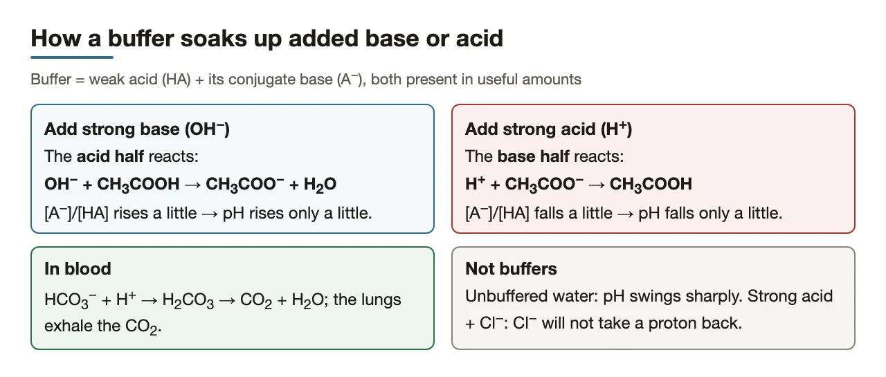 Acid half neutralises added OH−; base half takes up added H+.