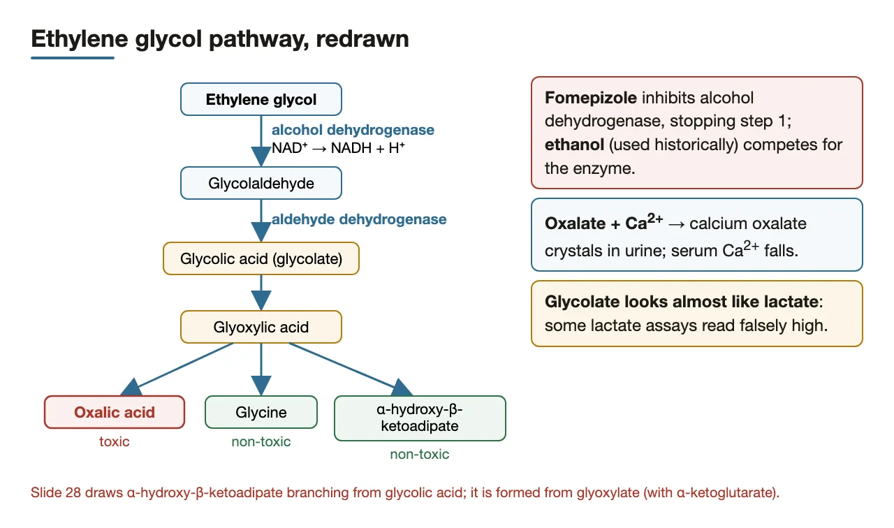 Ethylene glycol pathway redrawn, with glyoxylate branches corrected