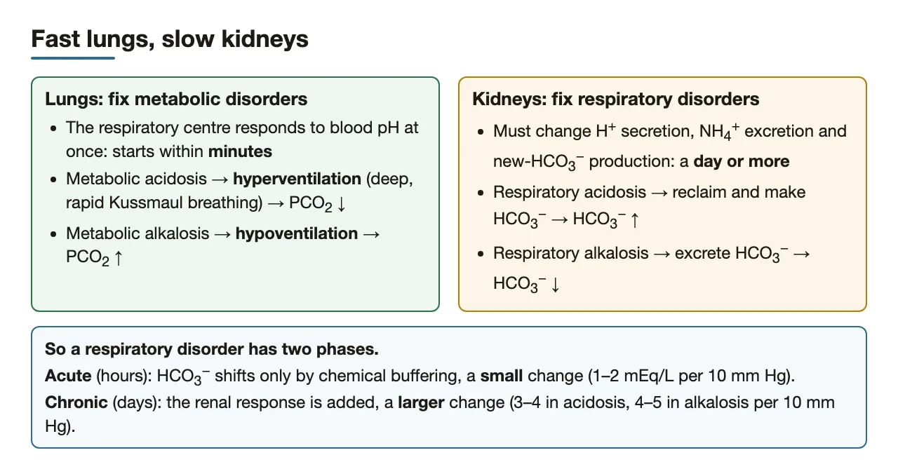 Lungs compensate within minutes, kidneys over days: acute vs chronic phases