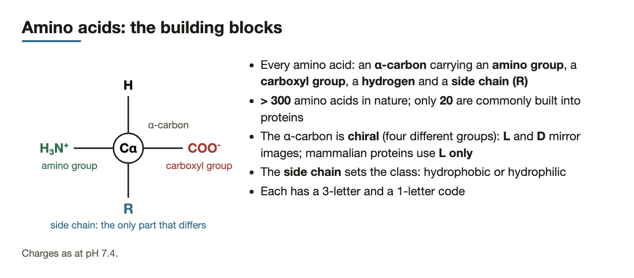 Preface: the shared core of every amino acid, and what the side chain decides