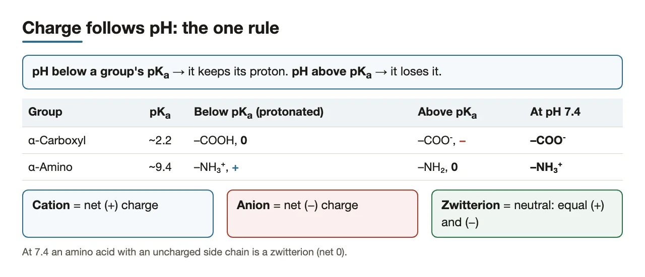 Preface: below pKa a group keeps its proton; the two α-groups at 7.4