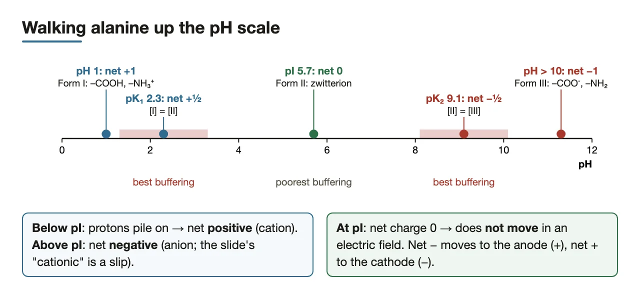 Bridge: alanine's net charge at pH 1, 2.3, 5.7, 9.1, >10; electrophoresis