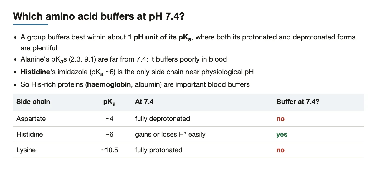 Bridge: buffering works near the pKa, so histidine buffers at pH 7.4