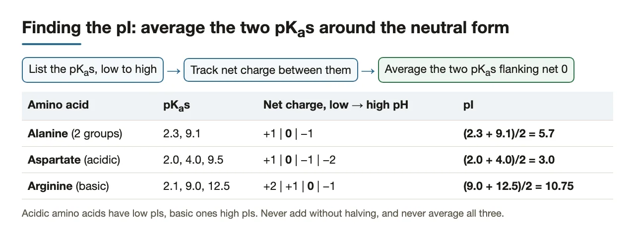 Preface: the pI recipe, worked for alanine, aspartate and arginine