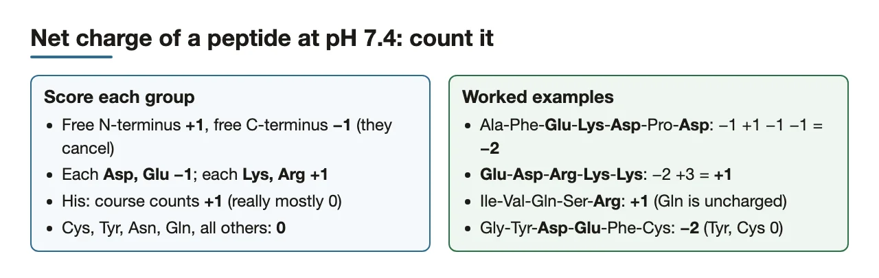 Bridge: counting a peptide's net charge at pH 7.4, four worked examples