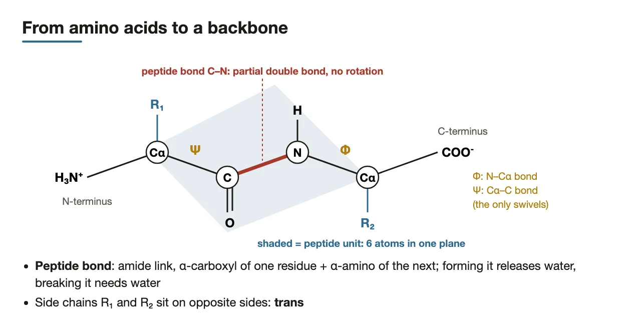 Preface: the backbone: peptide bond, planar peptide unit, Φ and Ψ, trans R groups