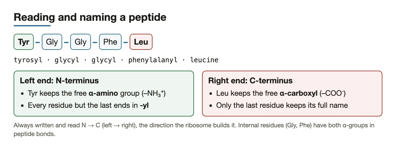 Bridge: naming Tyr-Gly-Gly-Phe-Leu; which residue holds each free end