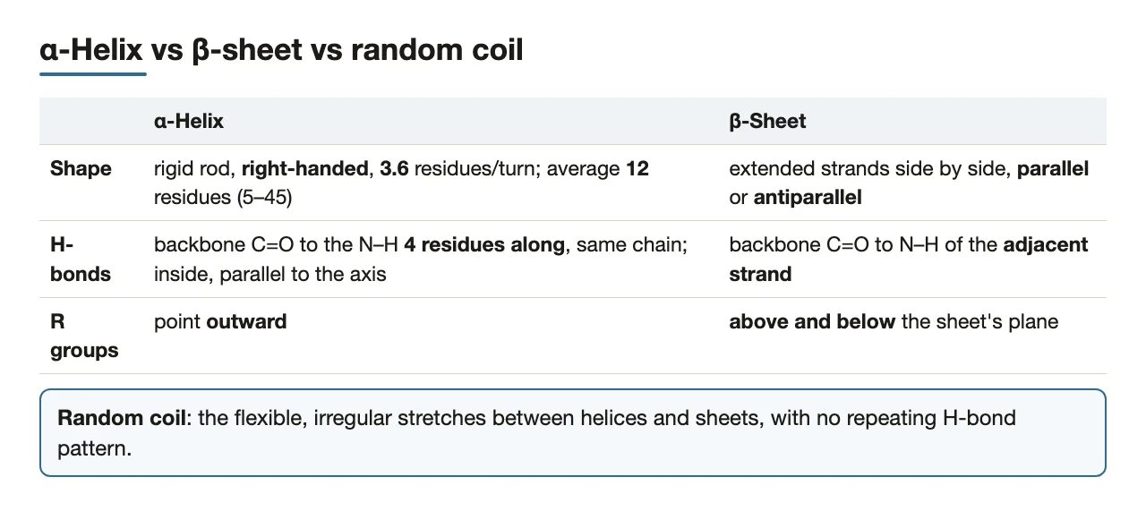 Bridge: helix, sheet and random coil compared side by side