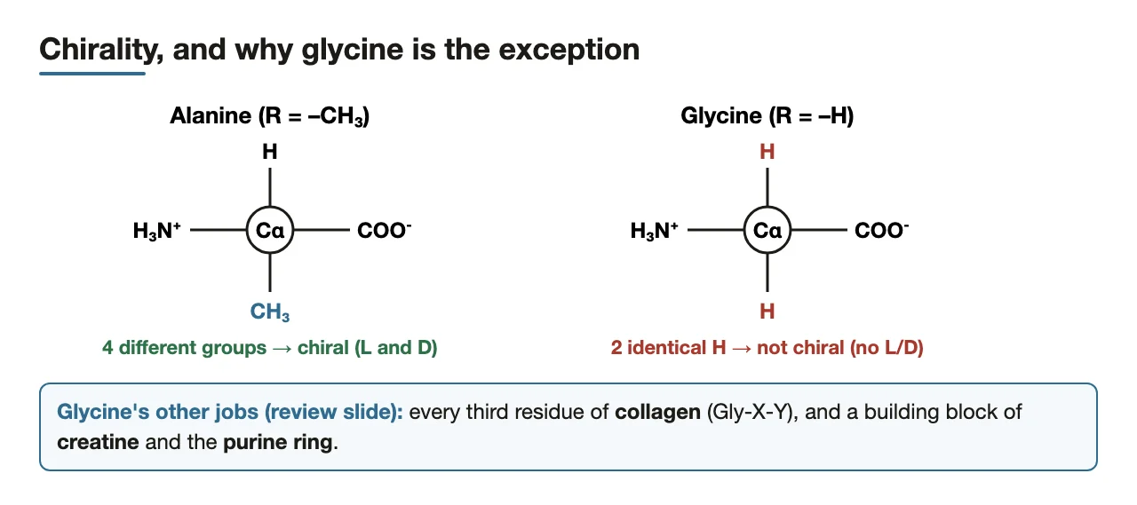 Bridge: four different groups make Cα chiral; glycine's two H's do not