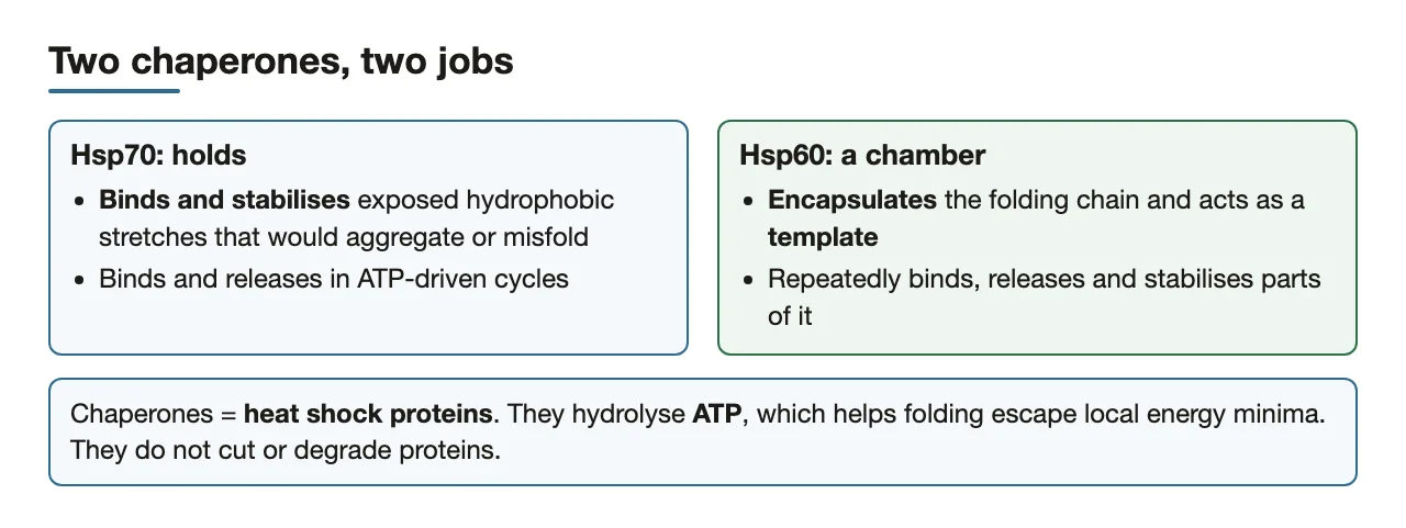 Bridge: Hsp70 holds, Hsp60 is a chamber; both heat shock proteins using ATP