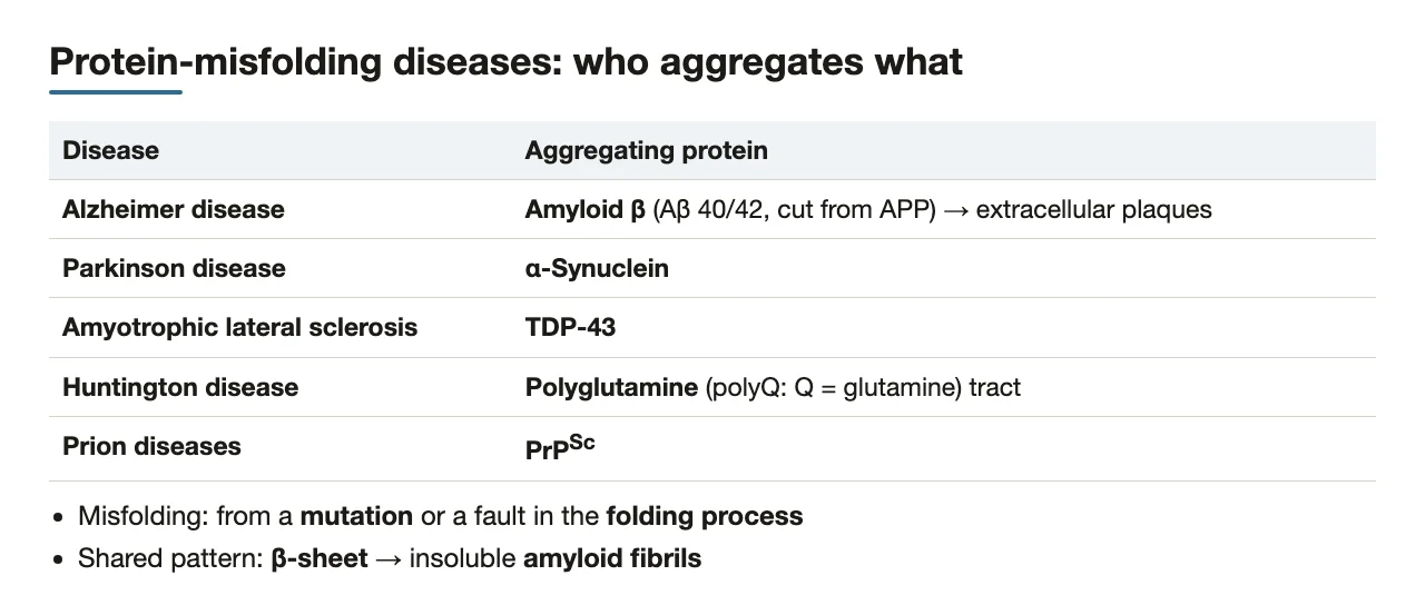 Bridge: each misfolding disease with its aggregating protein