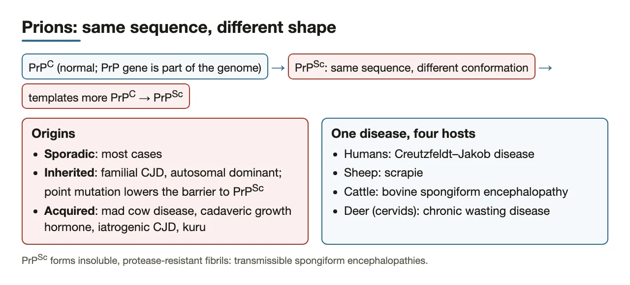 Bridge: prion conformation, origins and host species in one slide