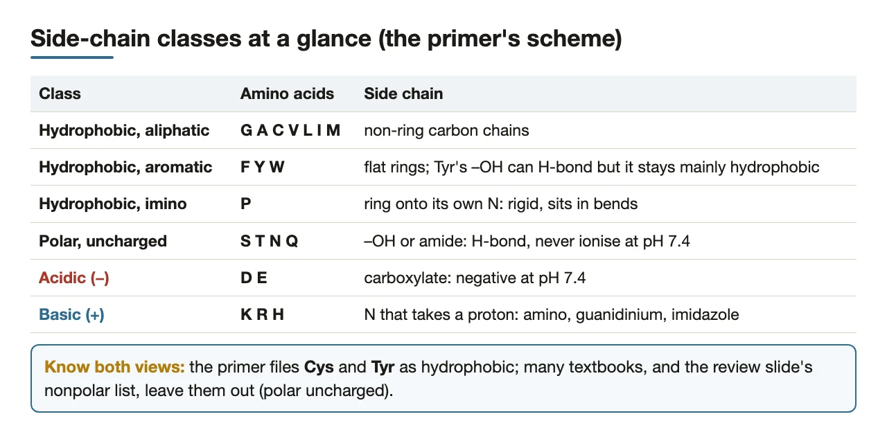 Preface: the primer's six side-chain classes, and the Cys/Tyr disagreement