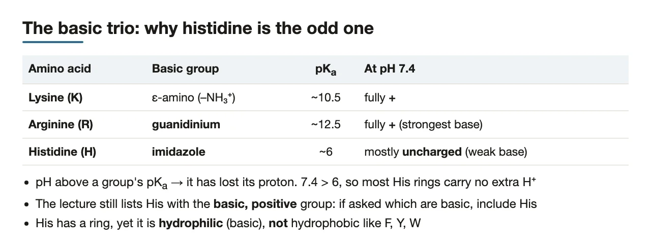 Bridge: Lys and Arg fully positive; histidine (pKa ~6) mostly uncharged at 7.4