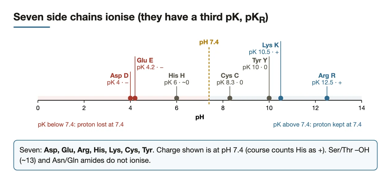 Bridge: the seven ionisable side chains placed on a pH scale against 7.4