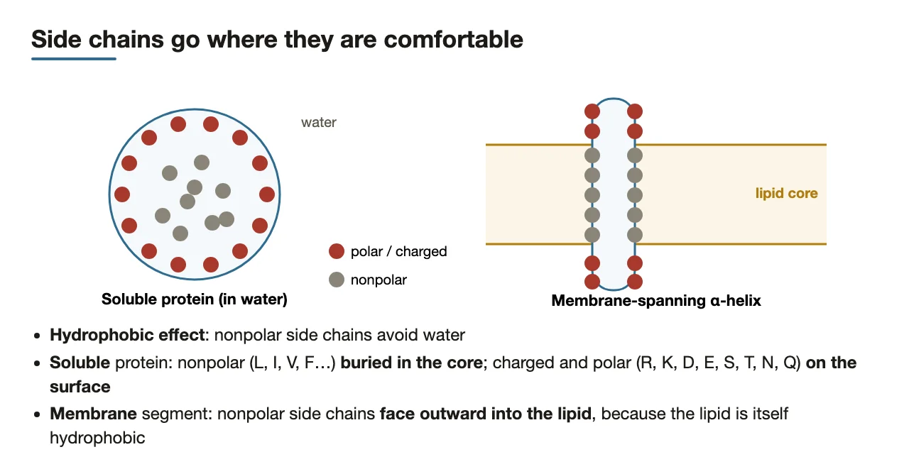 Preface: nonpolar side chains buried in soluble proteins, facing lipid in membranes