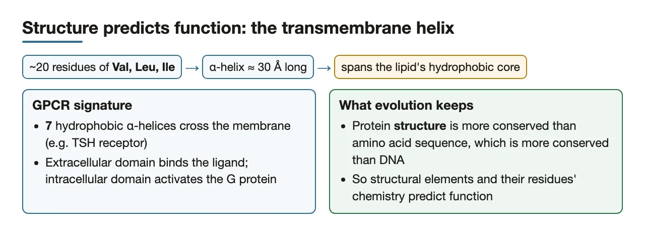 Bridge: ~20 Val/Leu/Ile residues span the bilayer; structure is the most conserved