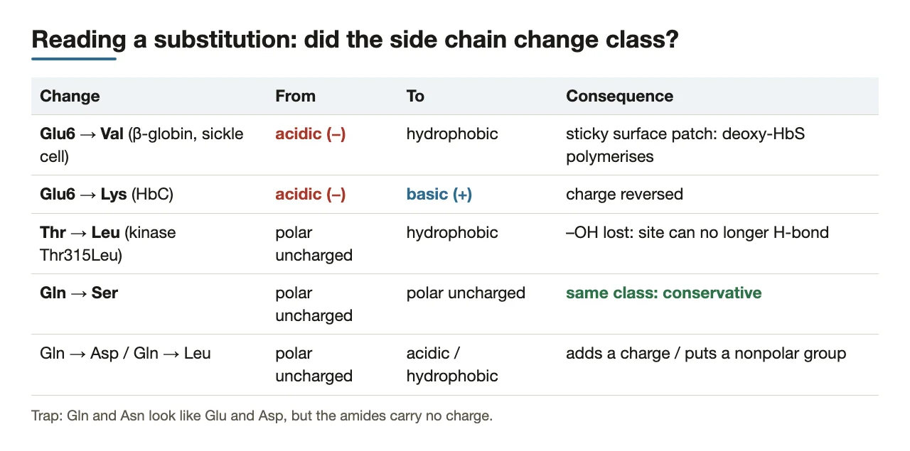 Bridge: classifying substitutions: Glu→Val, Thr→Leu, Gln→Ser