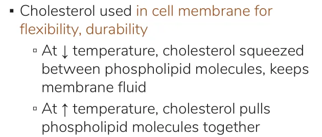 Osmosis notes: cholesterol keeps membranes fluid when cold and pulls lipids together when warm.
