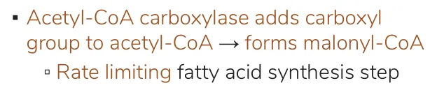 Osmosis: acetyl-CoA carboxylase makes malonyl-CoA, the rate-limiting step.
