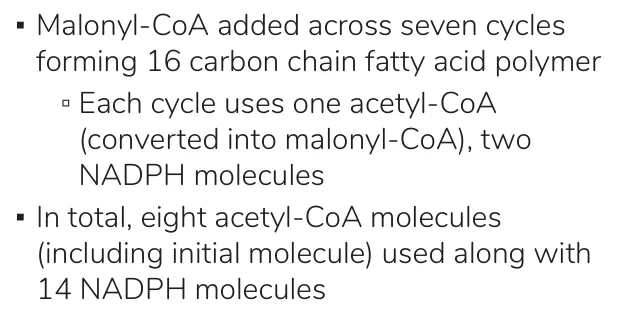 Osmosis: seven cycles, two NADPH each; eight acetyl-CoA and 14 NADPH in total.