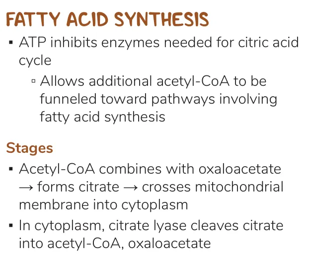 Osmosis notes: ATP slows the cycle; citrate crosses out and is cleaved in cytoplasm.