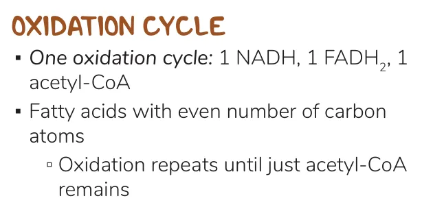 Osmosis notes: one cycle gives 1 NADH, 1 FADH2, 1 acetyl-CoA